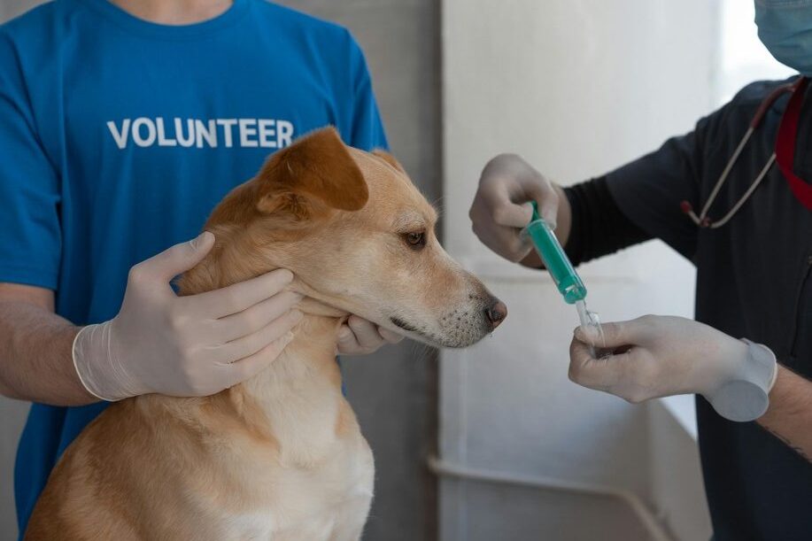 Senior Pets Deserve Special Care